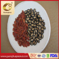 Wholesale Watermelon Seeds in Bulk Package